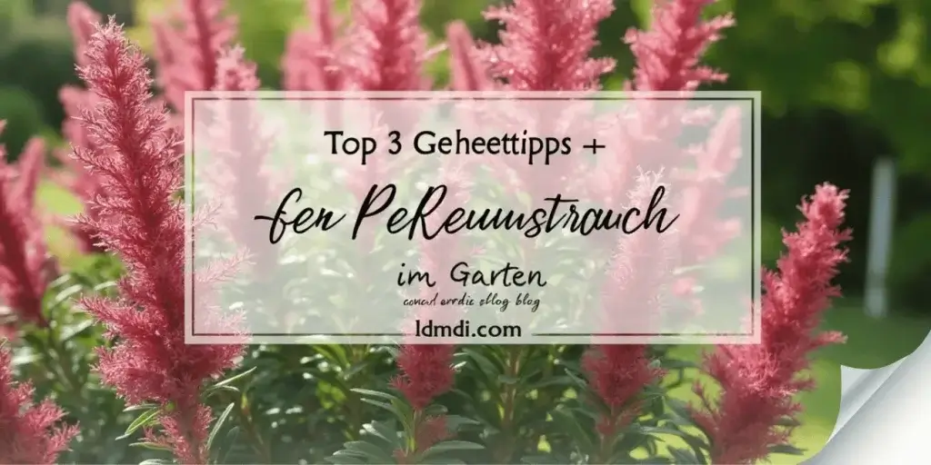 Cotinus im Garten pflanzen - Roter Perückenstrauch Pflege -