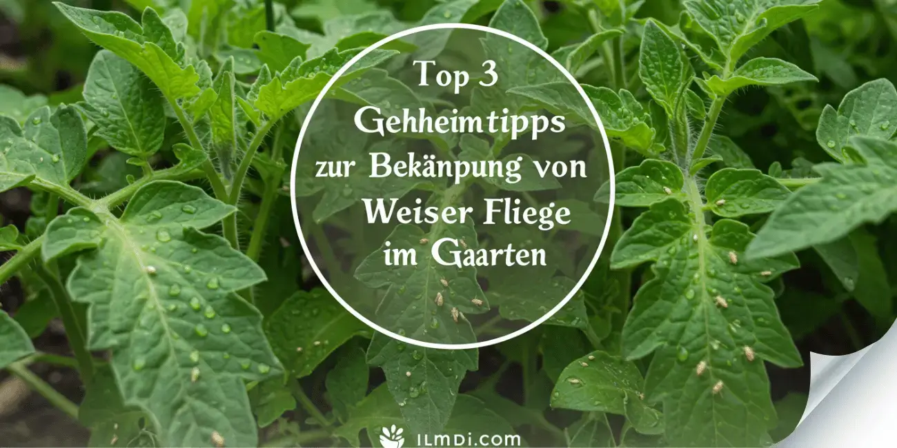 Top 3 Geheimtipps zur Bekämpfung