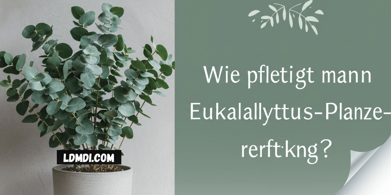 eukalyptus pflanze pflege