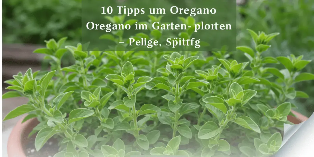 Oregano im Garten pflanzen – Pflege, Standort & Tipps für aromatische Blätter