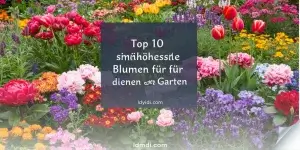 Top 10 wunderschöne Blumen für deinen Garten