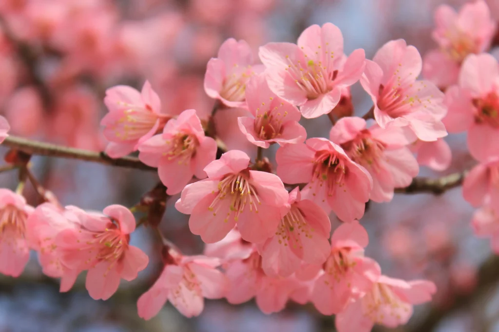 Sakura: Die 5 schönsten Sorten für den kleinen Garten