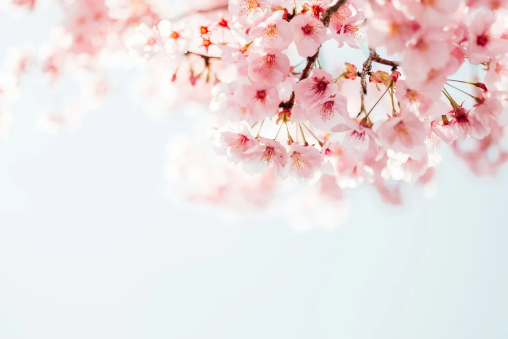 Sakura: Die 5 schönsten Sorten für den kleinen Garten