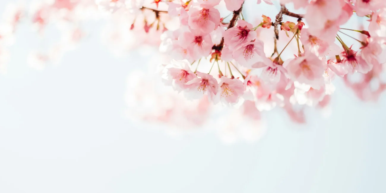 Sakura: Die 5 schönsten Sorten für den kleinen Garten
