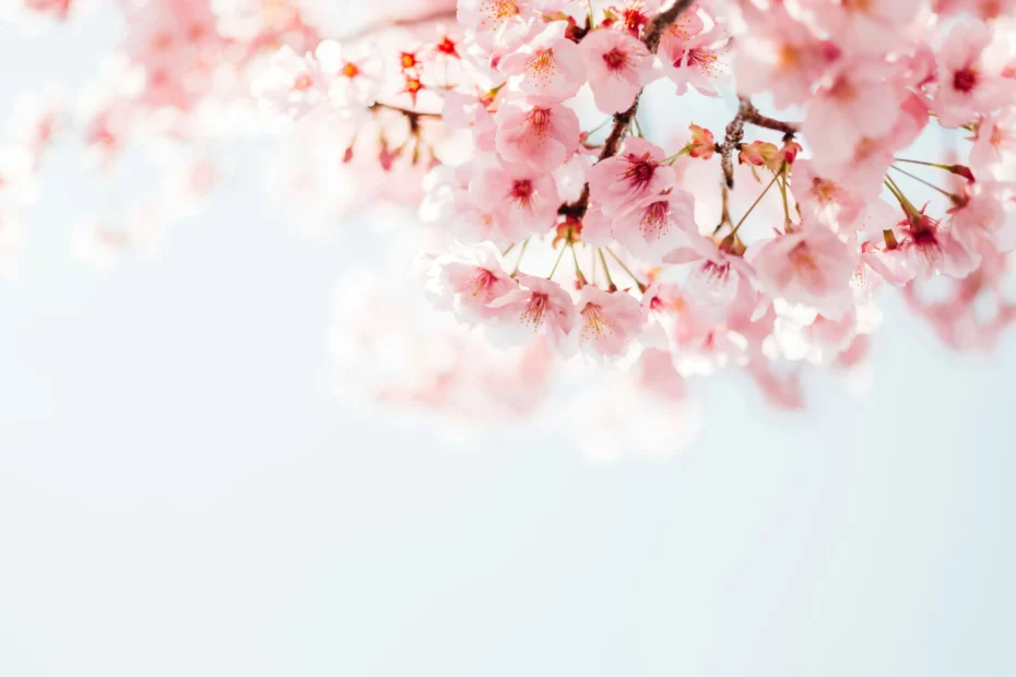 Sakura: Die 5 schönsten Sorten für den kleinen Garten
