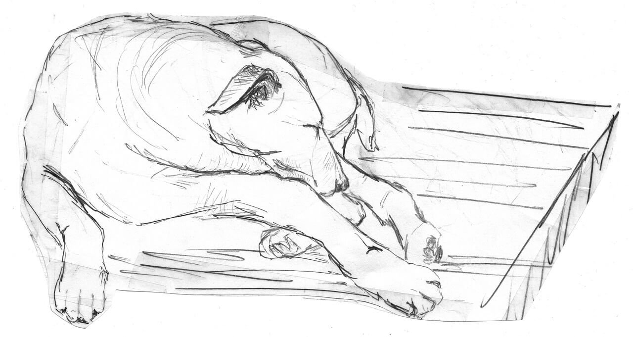 How to Draw a Dog: Easy Step by Step Tutorial How to Draw a Dog: Easy Step by Step Tutorial